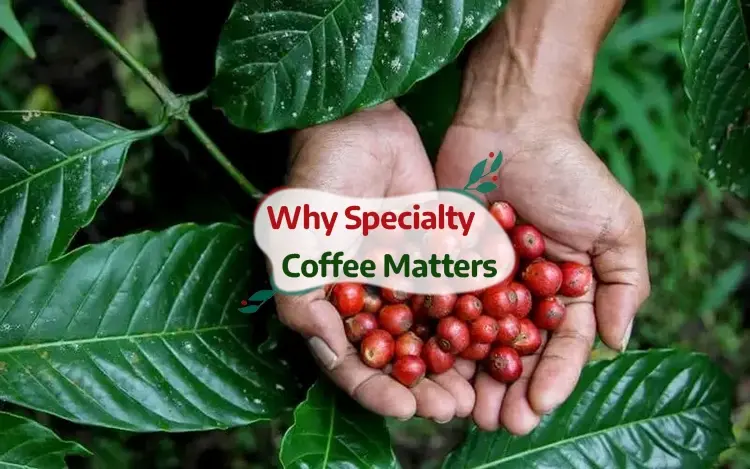 Why Specialty Coffee Matters