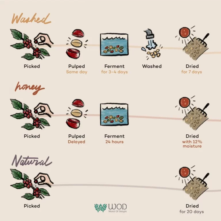 Key Factors Influencing Coffee Flavor During Processing