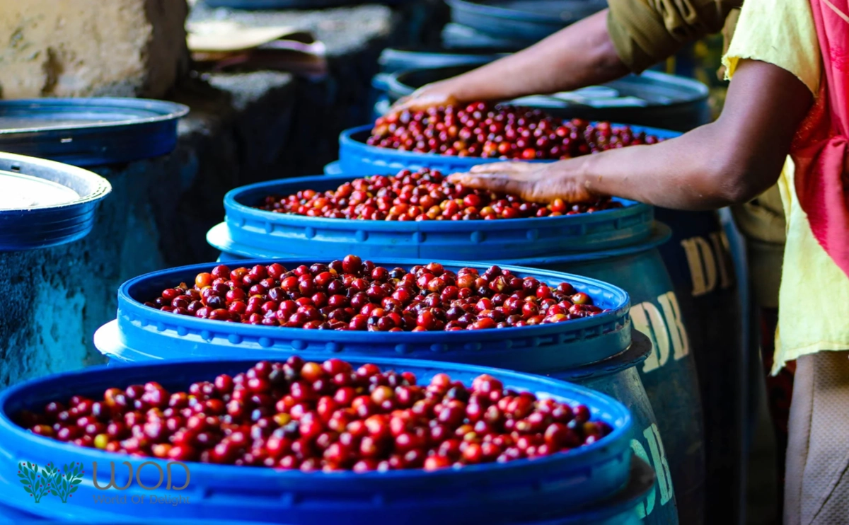 How Coffee Processing Affects Its Final Flavor