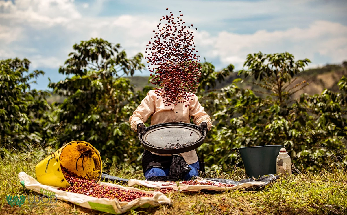 What Makes a Coffee ‘Specialty’?