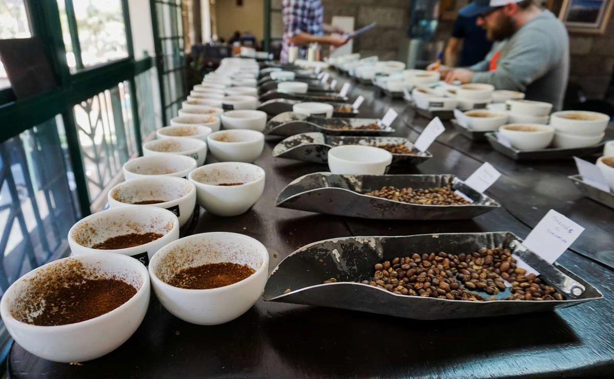 Coffee Cupping: Tasting Like a Pro
