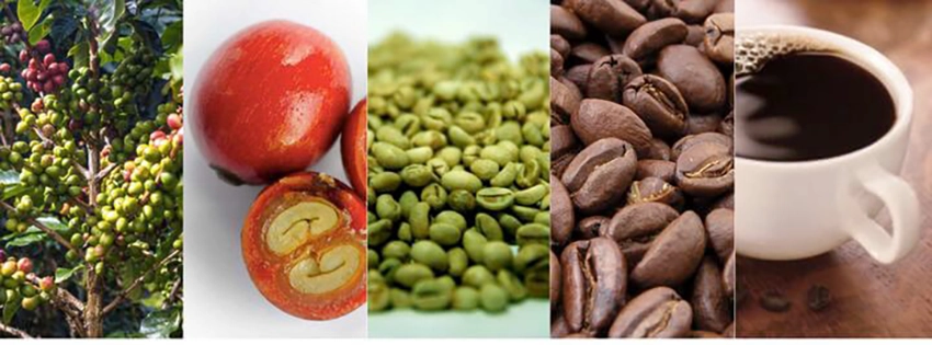 Innovations and Future Trends in Coffee Grading