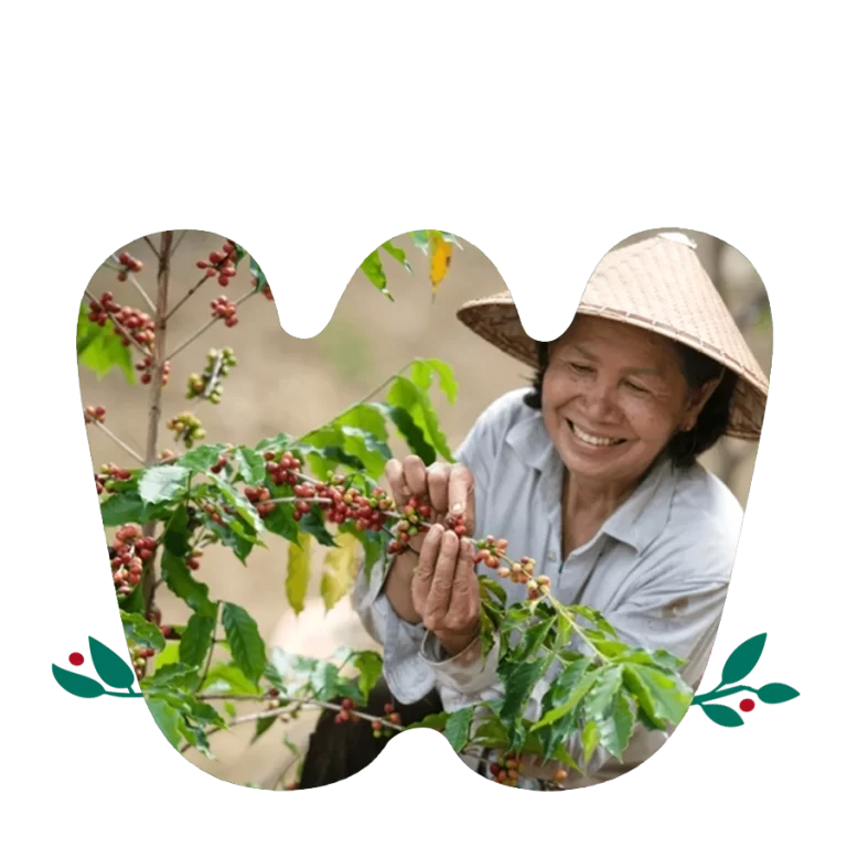 Boji specialty coffee - main