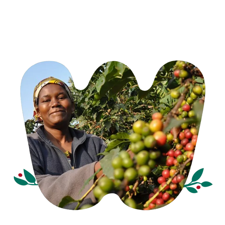 finca la esmeralda specialty coffee - main