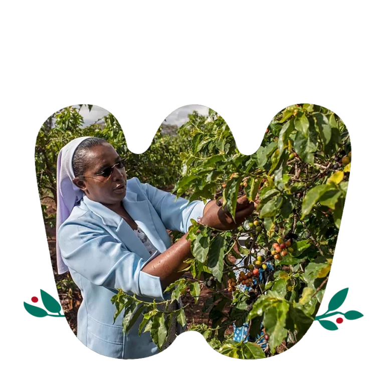 Ana Sora Specialty coffee - main