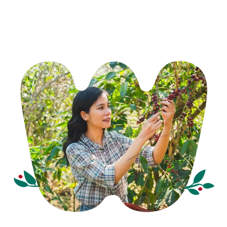 Gedeb Specialty coffee - main